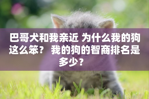 巴哥犬和我親近 為什么我的狗這么笨？ 我的狗的智商排名是多少？ 