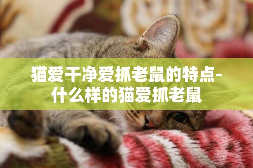 貓愛干凈愛抓老鼠的特點-什么樣的貓愛抓老鼠