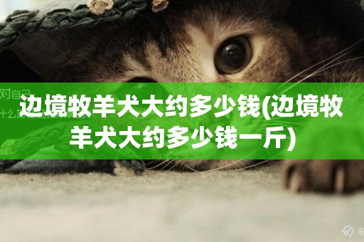 邊境牧羊犬大約多少錢(邊境牧羊犬大約多少錢一斤)