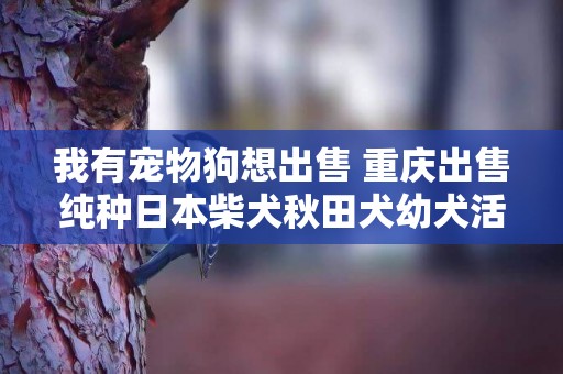 我有寵物狗想出售 重慶出售純種日本柴犬秋田犬幼犬活體寵物幼犬帶健康男女幼犬 