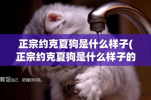 正宗約克夏狗是什么樣子(正宗約克夏狗是什么樣子的圖片)