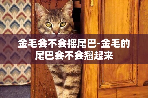 金毛會不會搖尾巴-金毛的尾巴會不會翹起來