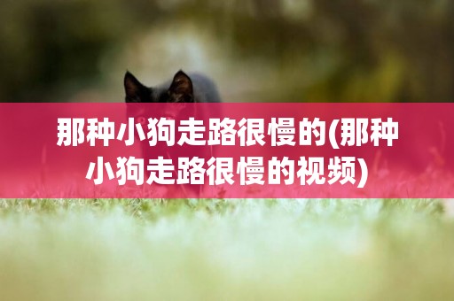 那種小狗走路很慢的(那種小狗走路很慢的視頻)