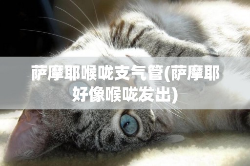 薩摩耶喉嚨支氣管(薩摩耶好像喉嚨發出)