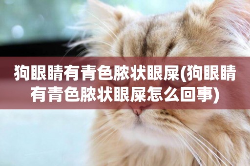 狗眼睛有青色膿狀眼屎(狗眼睛有青色膿狀眼屎怎么回事)