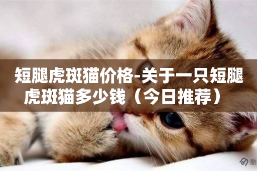 短腿虎斑貓價格-關于一只短腿虎斑貓多少錢（今日推薦） 