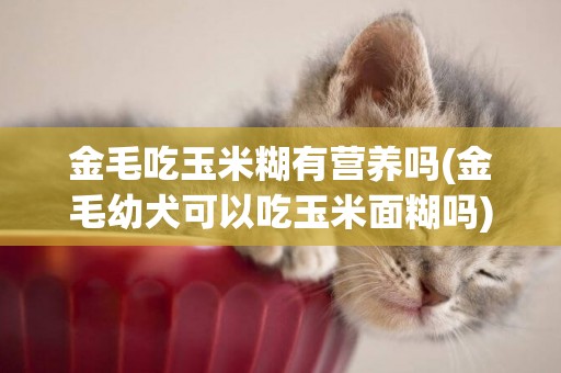 金毛吃玉米糊有營養嗎(金毛幼犬可以吃玉米面糊嗎)