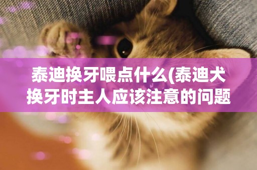 泰迪換牙喂點什么(泰迪犬換牙時主人應該注意的問題)