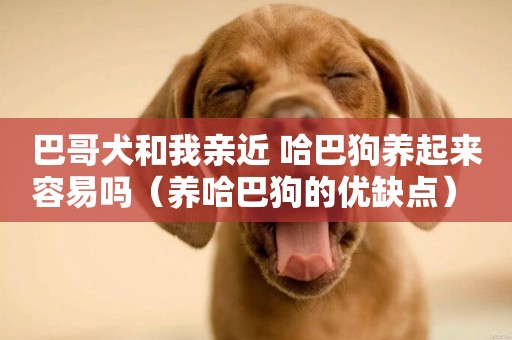 巴哥犬和我親近 哈巴狗養起來容易嗎（養哈巴狗的優缺點） 