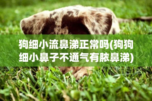 狗細小流鼻涕正常嗎(狗狗細小鼻子不通氣有膿鼻涕)
