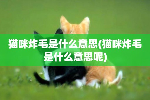 貓咪炸毛是什么意思(貓咪炸毛是什么意思呢)