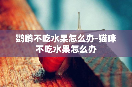 鸚鵡不吃水果怎么辦-貓咪不吃水果怎么辦