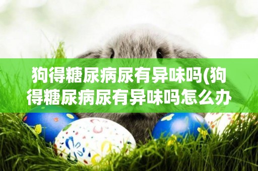 狗得糖尿病尿有異味嗎(狗得糖尿病尿有異味嗎怎么辦)