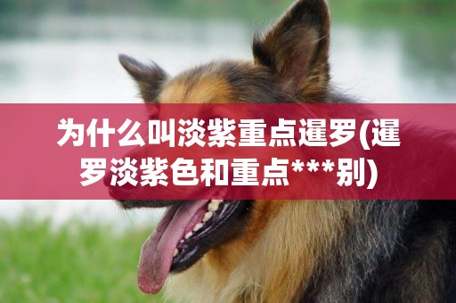 為什么叫淡紫重點暹羅(暹羅淡紫色和重點***別)
