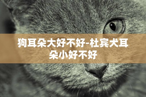 狗耳朵大好不好-杜賓犬耳朵小好不好