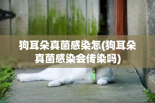 狗耳朵真菌感染怎(狗耳朵真菌感染會傳染嗎)