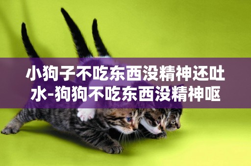 小狗子不吃東西沒精神還吐水-狗狗不吃東西沒精神嘔吐