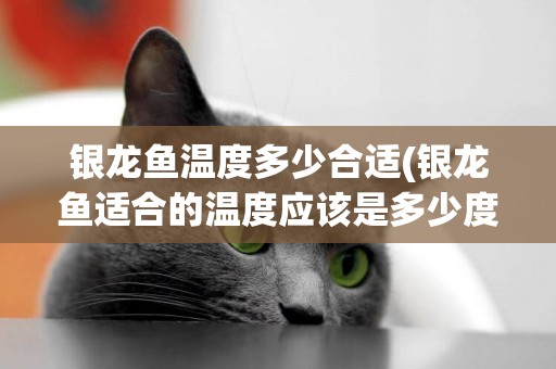 銀龍魚溫度多少合適(銀龍魚適合的溫度應該是多少度)