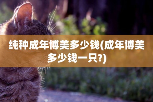 純種成年博美多少錢(成年博美多少錢一只?)