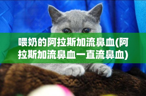 喂奶的阿拉斯加流鼻血(阿拉斯加流鼻血一直流鼻血)