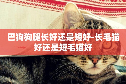 巴狗狗腿長好還是短好-長毛貓好還是短毛貓好