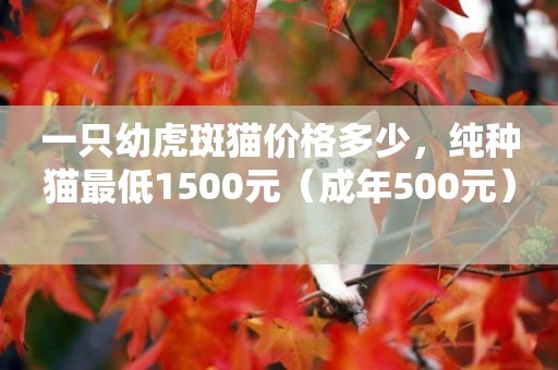 一只幼虎斑貓價格多少，純種貓最低1500元（成年500元） 