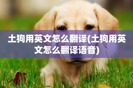 土狗用英文怎么翻譯(土狗用英文怎么翻譯語音)
