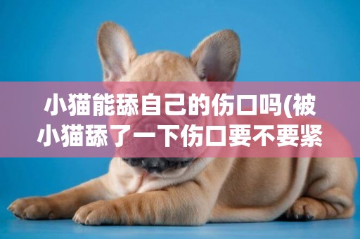 小貓能舔自己的傷口嗎(被小貓舔了一下傷口要不要緊)
