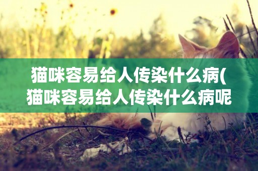 貓咪容易給人傳染什么病(貓咪容易給人傳染什么病呢)