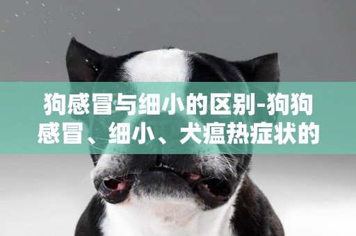 狗感冒與細小的區別-狗狗感冒、細小、犬瘟熱癥狀的區別