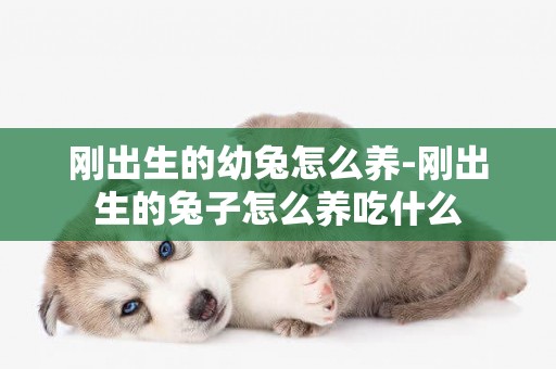 剛出生的幼兔怎么養-剛出生的兔子怎么養吃什么