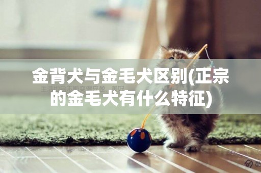 金背犬與金毛犬區別(正宗的金毛犬有什么特征)