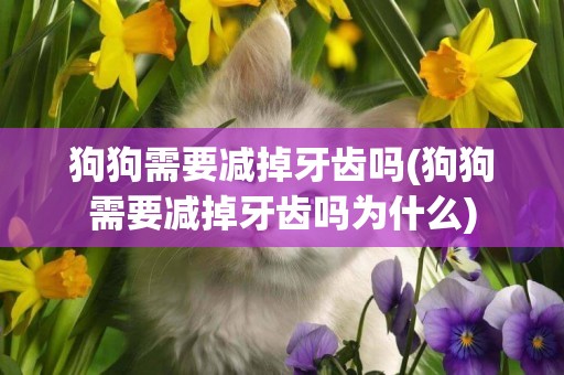 狗狗需要減掉牙齒嗎(狗狗需要減掉牙齒嗎為什么)