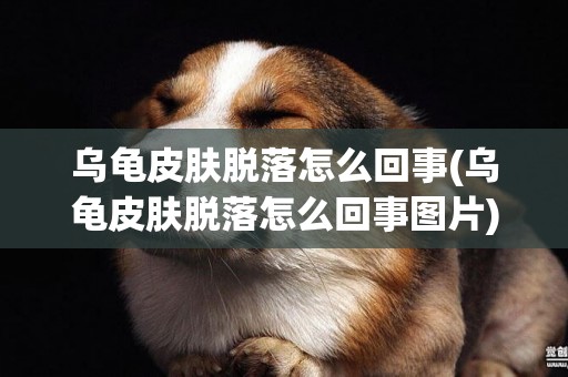 烏龜皮膚脫落怎么回事(烏龜皮膚脫落怎么回事圖片)