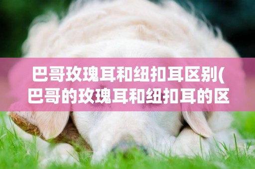 巴哥玫瑰耳和紐扣耳區別(巴哥的玫瑰耳和紐扣耳的區別)