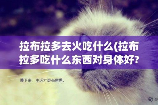 拉布拉多去火吃什么(拉布拉多吃什么東西對身體好?)