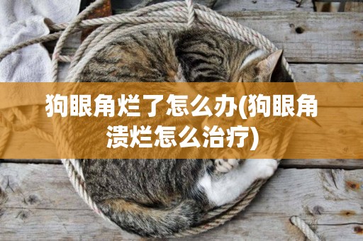 狗眼角爛了怎么辦(狗眼角潰爛怎么治療)