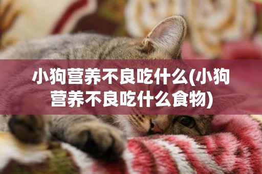 小狗營養不良吃什么(小狗營養不良吃什么食物)