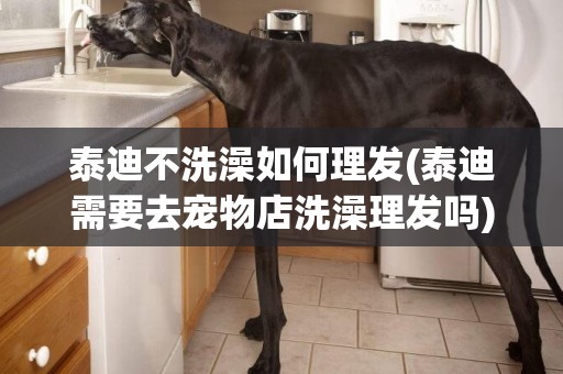 泰迪不洗澡如何理發(泰迪需要去寵物店洗澡理發嗎)