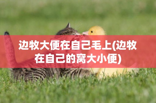 邊牧大便在自己毛上(邊牧在自己的窩大小便)
