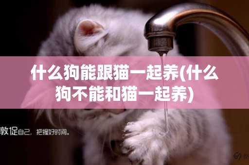 什么狗能跟貓一起養(什么狗不能和貓一起養)