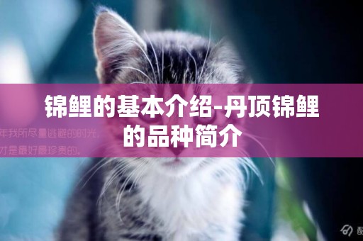 錦鯉的基本介紹-丹頂錦鯉的品種簡介