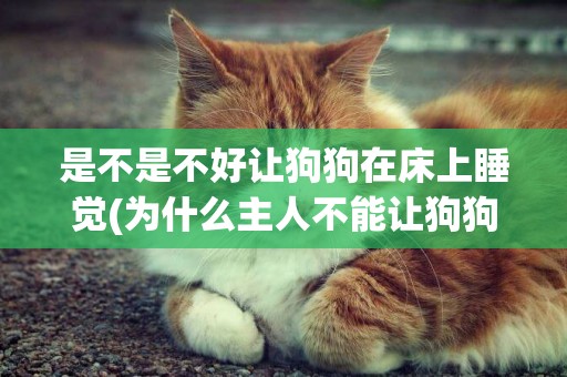 是不是不好讓狗狗在床上睡覺(為什么主人不能讓狗狗在床上睡覺)