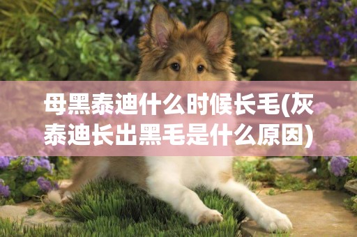 母黑泰迪什么時候長毛(灰泰迪長出黑毛是什么原因)
