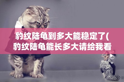 豹紋陸龜到多大能穩定了(豹紋陸龜能長多大請給我看一下)