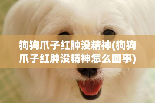 狗狗爪子紅腫沒精神(狗狗爪子紅腫沒精神怎么回事)