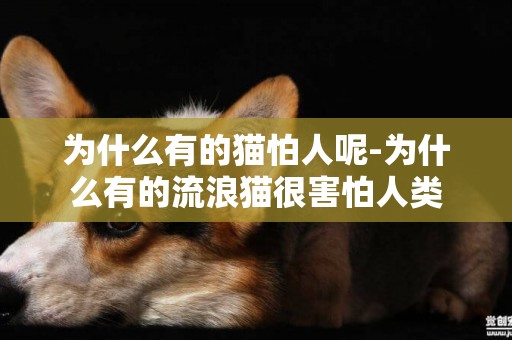 為什么有的貓怕人呢-為什么有的流浪貓很害怕人類