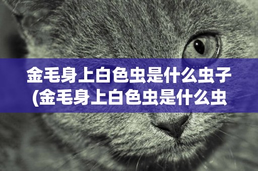 金毛身上白色蟲是什么蟲子(金毛身上白色蟲是什么蟲子圖片)