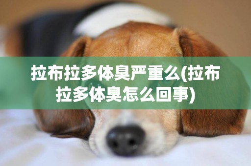 拉布拉多體臭嚴重么(拉布拉多體臭怎么回事)