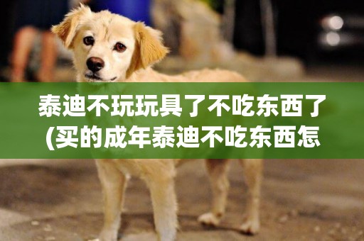 泰迪不玩玩具了不吃東西了(買的成年泰迪不吃東西怎么辦)